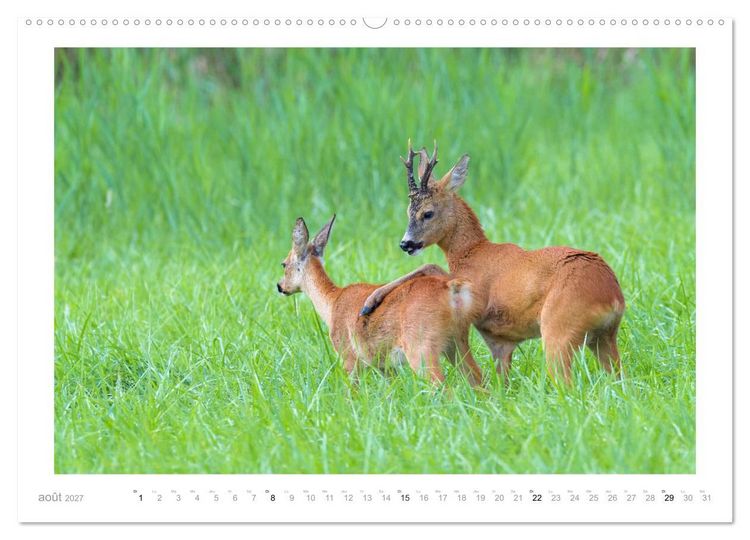 Produktbild: Un an avec des chevreuils (Calendrier mural haut de gamme 2027 DIN A2 vertical), CALVENDO calendrier mensuel