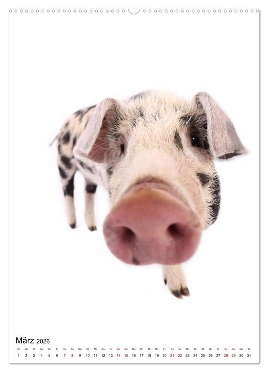 Produktbild: Der Fisheye Tiere Kalender (hochwertiger Premium Wandkalender 2026 DIN A2 hoch), Kunstdruck in Hochglanz