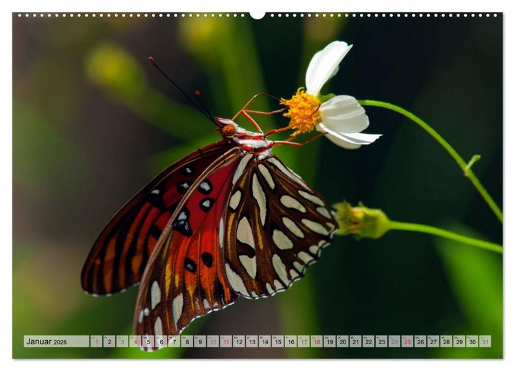 Produktbild: Schmetterlinge - zarte Gesch&ouml;pfe der Natur (hochwertiger Premium Wandkalender 2026 DIN A2 quer), Kunstdruck in Hochglanz