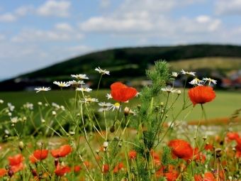 Produktbild: CALVENDO Puzzle Ein Motiv aus dem Kalender Roter Mohn, bunte Wiesen | 1000 Teile Lege-Gr&ouml;&szlig;e 64x48cm Foto-Puzzle f&uuml;r gl&uuml;ckliche Stunden