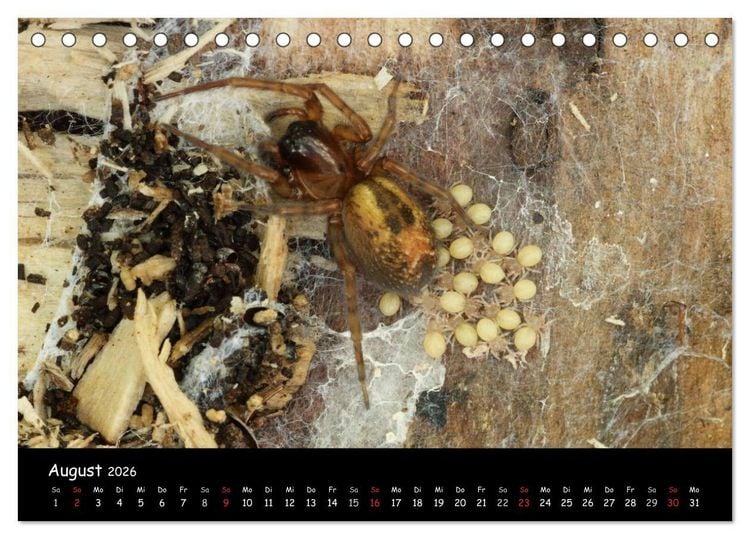 Produktbild: Heimische Spinnen (Tischkalender 2026 DIN A5 quer), CALVENDO Monatskalender
