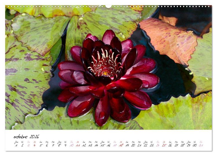 Produktbild: N&eacute;nuphars enchanteurs (Calendrier mural 2026 DIN A2 vertical), CALVENDO calendrier mensuel