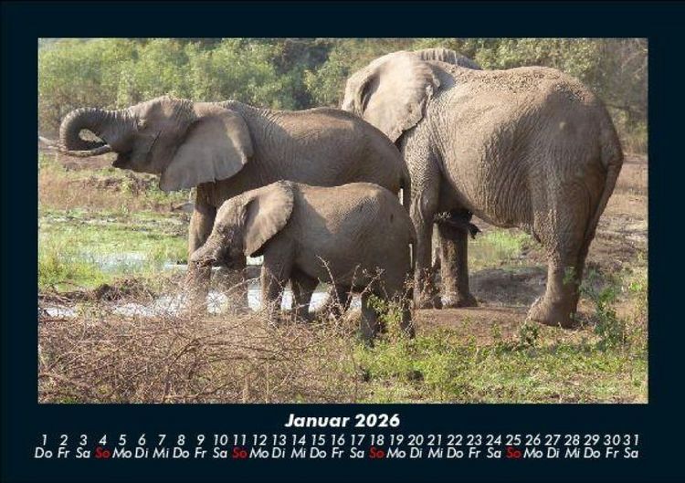 Produktbild: Elefanten 2026 Fotokalender DIN A5