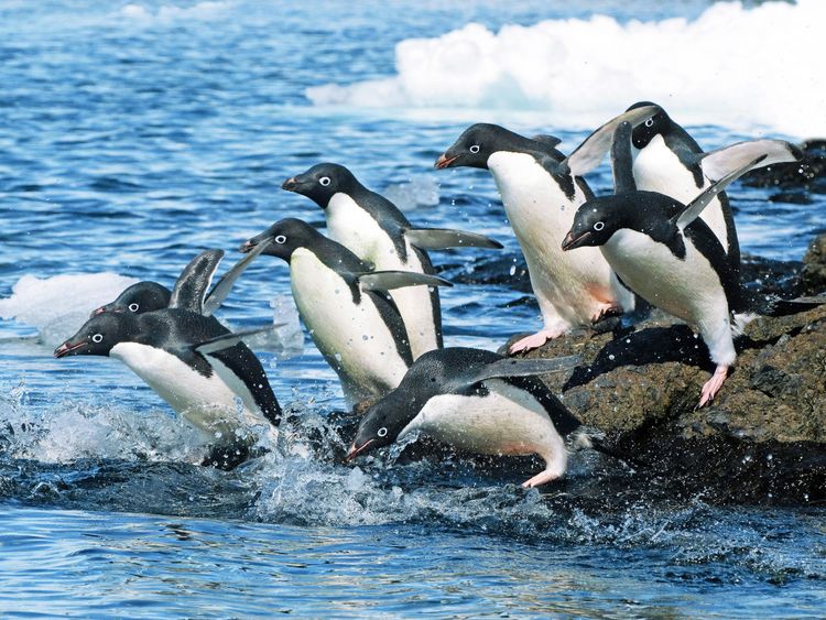 Produktbild: CALVENDO Puzzle Adelie Pinguine auf dem Sprung zu den Fischgr&uuml;nden. 1000 Teile Lege-Gr&ouml;&szlig;e 64 x 48 cm Foto-Puzzle Bild von CALVENDO