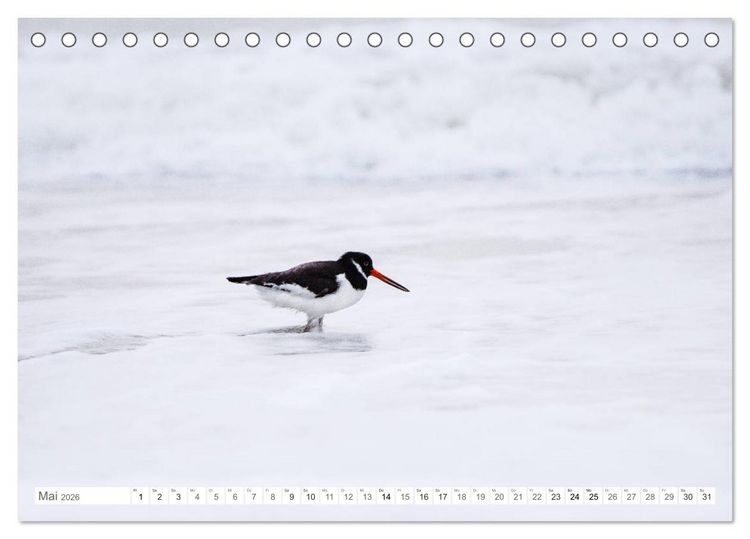 Produktbild: Helgoland - Das Leben auf der D&uuml;ne Helgolands (Tischkalender 2026 DIN A5 quer), CALVENDO Monatskalender