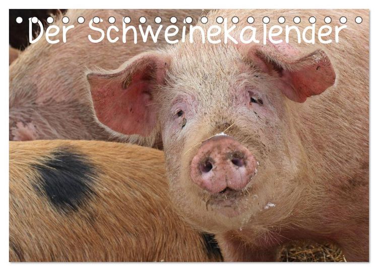 Produktbild: Der Schweinekalender (Tischkalender 2026 DIN A5 quer), CALVENDO Monatskalender