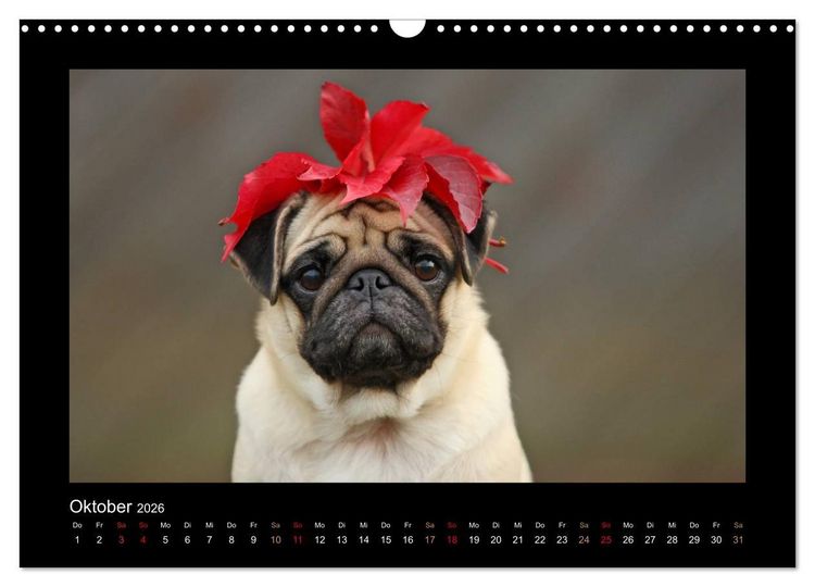 Produktbild: Der Feldfurchen-Mops (Wandkalender 2026 DIN A3 quer), CALVENDO Monatskalender
