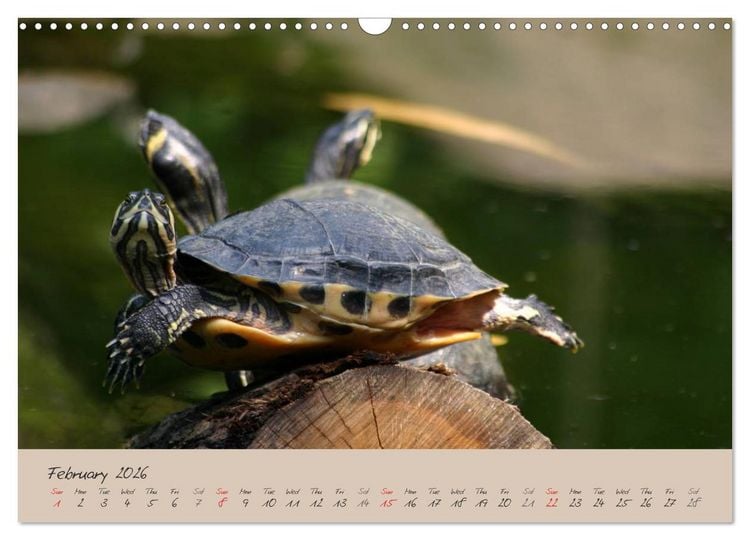 Produktbild: Turtles and Tortoise / UK-Version (Wall Calendar 2026 DIN A3 landscape), CALVENDO 12 Month Wall Calendar