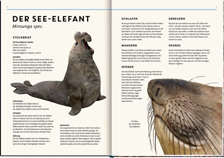 Produktbild: Lebensgro&szlig;. Tiere der Meere und Ozeane