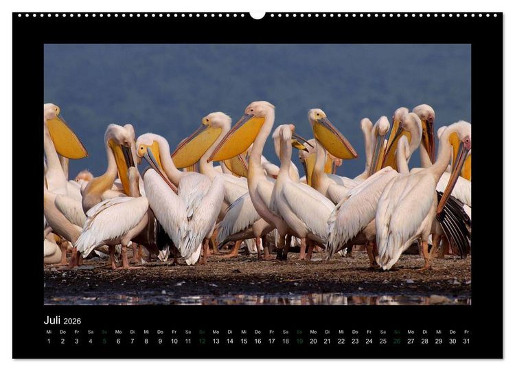 Produktbild: Wilde Tiere Afrikas (hochwertiger Premium Wandkalender 2026 DIN A2 quer), Kunstdruck in Hochglanz