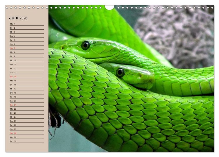 Produktbild: Giftschlangen (Wandkalender 2026 DIN A3 quer), CALVENDO Monatskalender