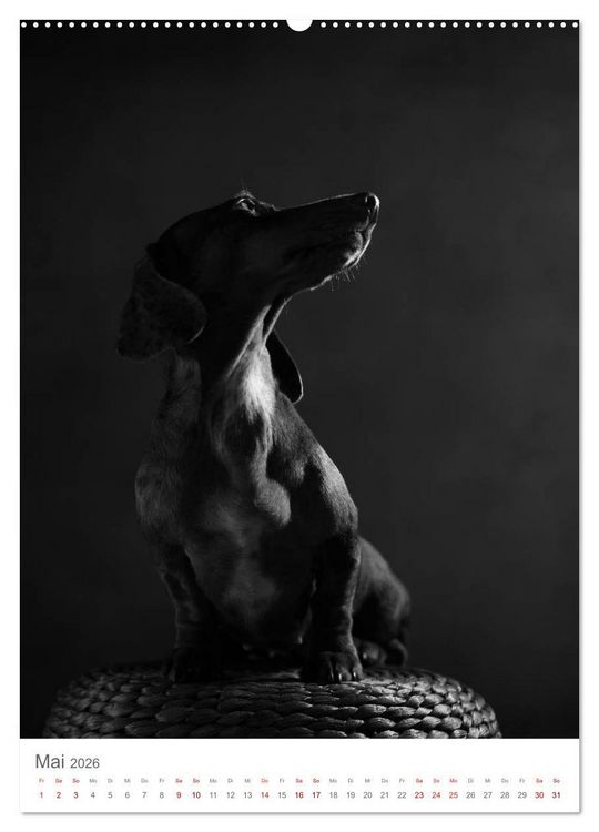 Produktbild: Fine Art Hundeportraits (Wandkalender 2026 DIN A2 hoch), CALVENDO Monatskalender