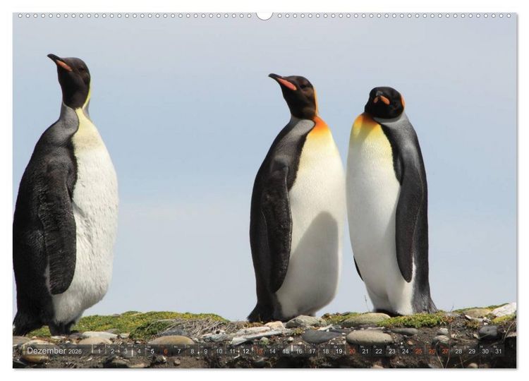 Produktbild: Pinguine in Patagonien (hochwertiger Premium Wandkalender 2026 DIN A2 quer), Kunstdruck in Hochglanz
