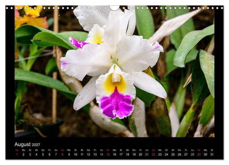 Produktbild: Wunderbare Orchideen (Wandkalender 2027 DIN A3 quer), CALVENDO Monatskalender