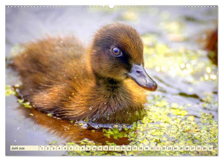 Produktbild: Enten. Beliebt, h&uuml;bsch und imposant (Wandkalender 2026 DIN A2 quer), CALVENDO Monatskalender