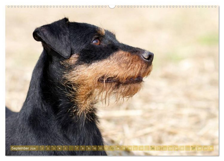 Produktbild: Faszination Terrier (hochwertiger Premium Wandkalender 2026 DIN A2 quer), Kunstdruck in Hochglanz