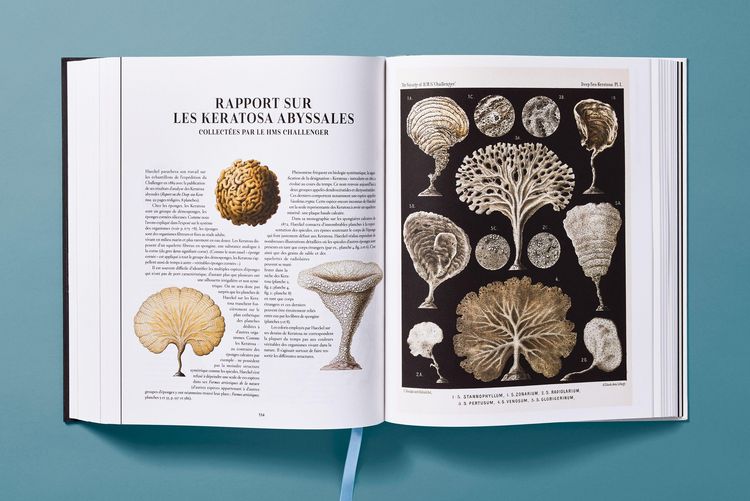 Produktbild: The Art and Science of Ernst Haeckel