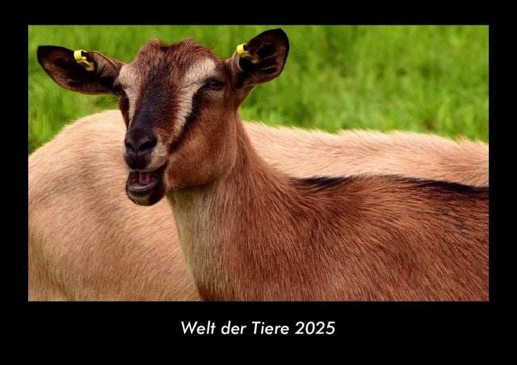 Produktbild: Welt der Tiere 2025 Fotokalender DIN A3