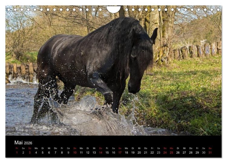 Produktbild: Friesen - Sch&ouml;nheit, Kraft und Eleganz (Wandkalender 2026 DIN A4 quer), CALVENDO Monatskalender