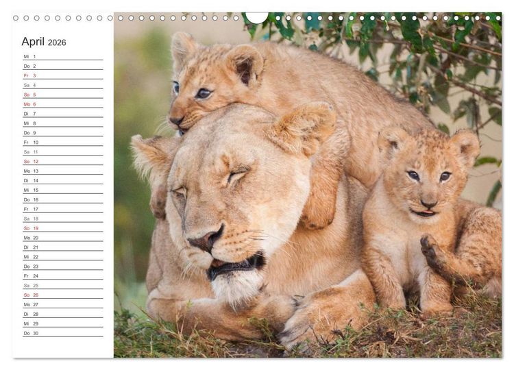Produktbild: Emotionale Momente: L&ouml;wenbabys - so s&uuml;&szlig;. (Wandkalender 2026 DIN A3 quer), CALVENDO Monatskalender
