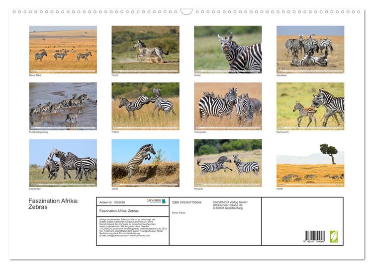 Produktbild: Faszination Afrika: Zebras (Wandkalender 2026 DIN A2 quer), CALVENDO Monatskalender