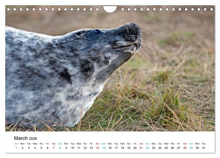 Produktbild: Grey Seal Pups of Donna Nook (Wall Calendar 2026 DIN A4 landscape), CALVENDO 12 Month Wall Calendar