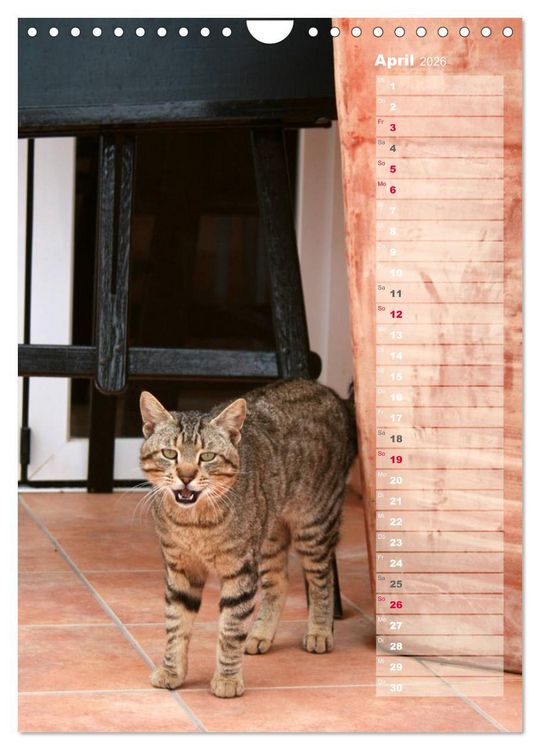 Produktbild: Hauskatzen (Wandkalender 2026 DIN A4 hoch), CALVENDO Monatskalender