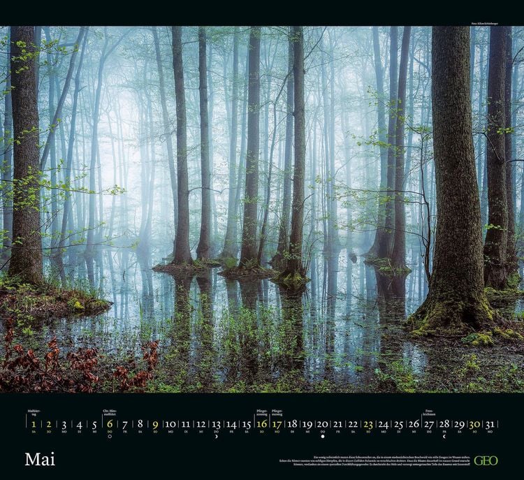 Produktbild: GEO Kalender: Sehnsucht Wald 2027