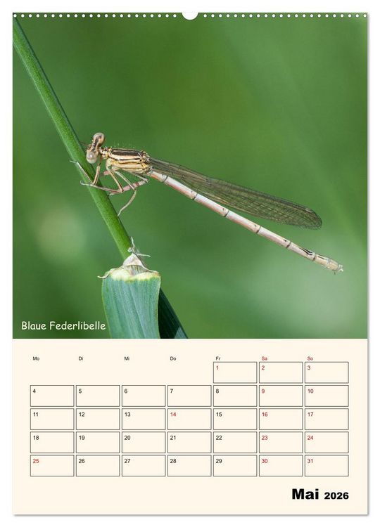 Produktbild: Libellen - Flugk&uuml;nstler in Bayern (Wandkalender 2026 DIN A2 hoch), CALVENDO Monatskalender