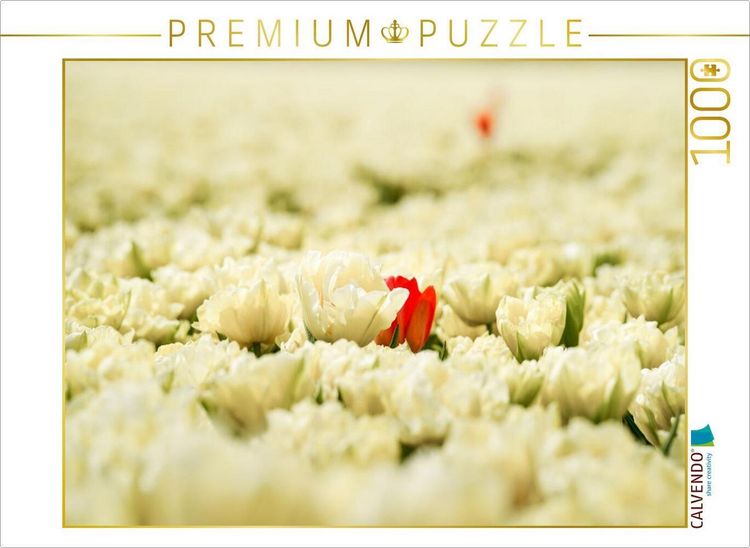 Produktbild: CALVENDO Puzzle Schneewei&szlig;e und rosarote Tulpen in Julianadorp | 1000 Teile Lege-Gr&ouml;&szlig;e 64x48cm Foto-Puzzle f&uuml;r gl&uuml;ckliche Stunden