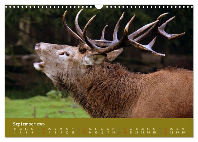 Produktbild: Begegnungen. DER HIRSCH (Wandkalender 2026 DIN A3 quer), CALVENDO Monatskalender