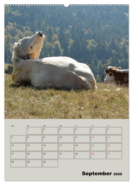 Produktbild: Kuhportraits Hornk&uuml;he (hochwertiger Premium Wandkalender 2026 DIN A2 hoch), Kunstdruck in Hochglanz