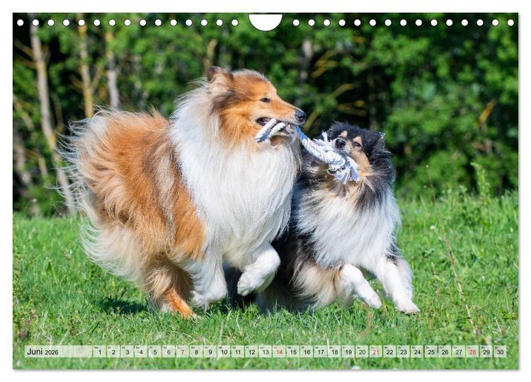 Produktbild: Collie - Das Gl&uuml;ck hat 4 Pfoten (Wandkalender 2026 DIN A4 quer), CALVENDO Monatskalender
