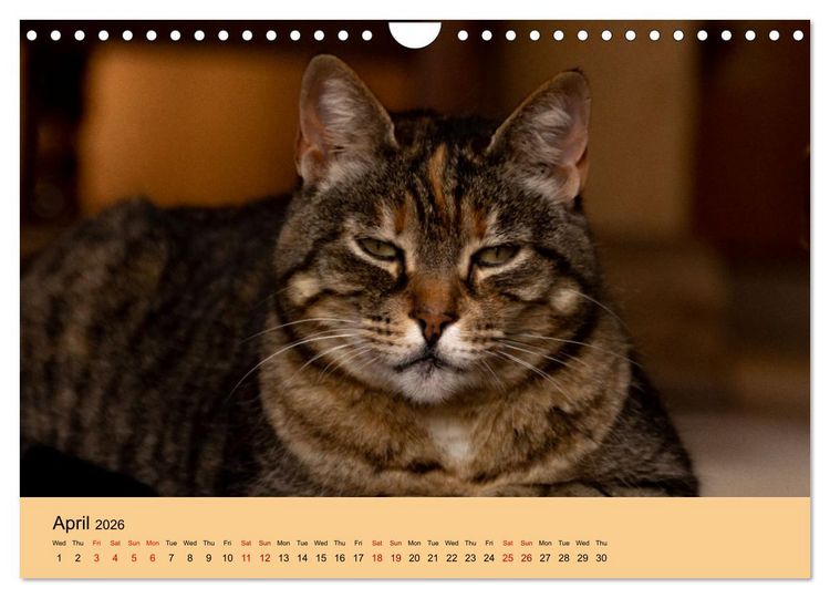 Produktbild: Our farm animals (Wall Calendar 2026 DIN A4 landscape), CALVENDO 12 Month Wall Calendar