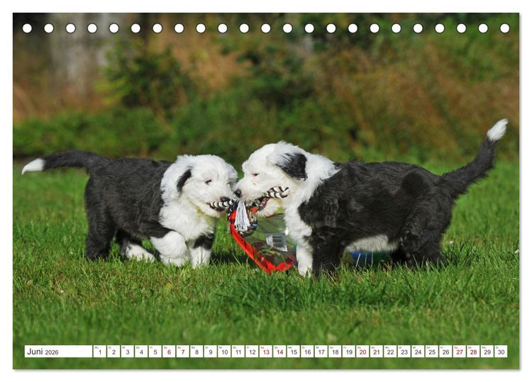 Produktbild: In der Kinderstube bei Familie Bobtail (Tischkalender 2026 DIN A5 quer), CALVENDO Monatskalender