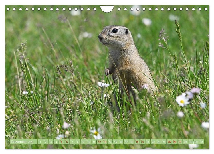 Produktbild: Ziesel im Burgenland (Wandkalender 2026 DIN A4 quer), CALVENDO Monatskalender