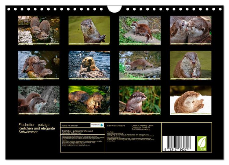 Produktbild: Fischotter - putzige Kerlchen und elegante Schwimmer (Wandkalender 2026 DIN A4 quer), CALVENDO Monatskalender
