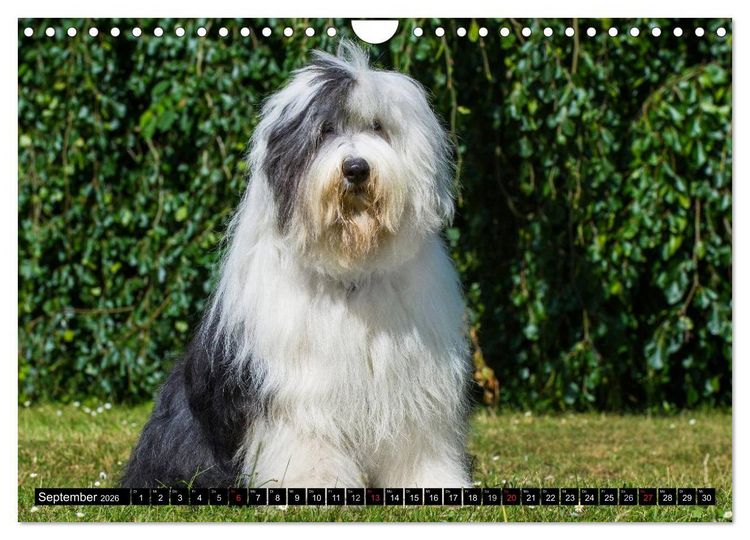 Produktbild: Traumhund Bobtail (Wandkalender 2026 DIN A4 quer), CALVENDO Monatskalender