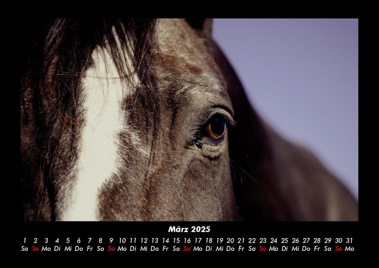 Produktbild: Die Welt der Pferde 2025 Fotokalender DIN A3