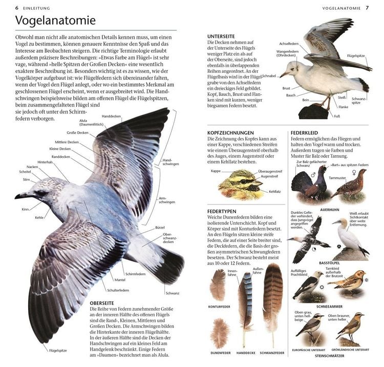 Produktbild: V&ouml;gel