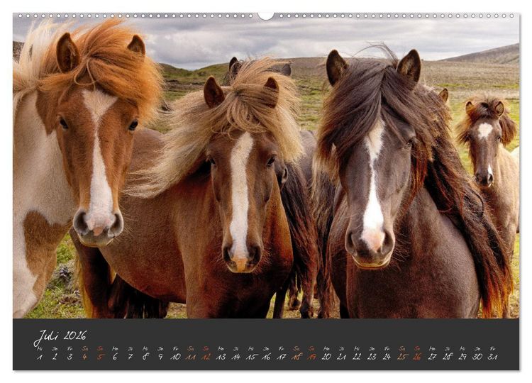 Produktbild: Islandpferde im Isi-Land (Wandkalender 2026 DIN A2 quer), CALVENDO Monatskalender