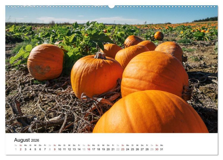 Produktbild: K&Uuml;RBIS KALENDER - Die sch&ouml;nsten K&uuml;rbisse des Jahres (hochwertiger Premium Wandkalender 2026 DIN A2 quer), Kunstdruck in Hochglanz