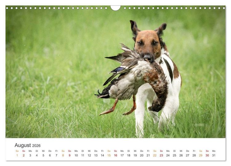 Produktbild: Treue Jagdgef&auml;hrten - Jagdhunderassen im Portrait (Wandkalender 2026 DIN A3 quer), CALVENDO Monatskalender
