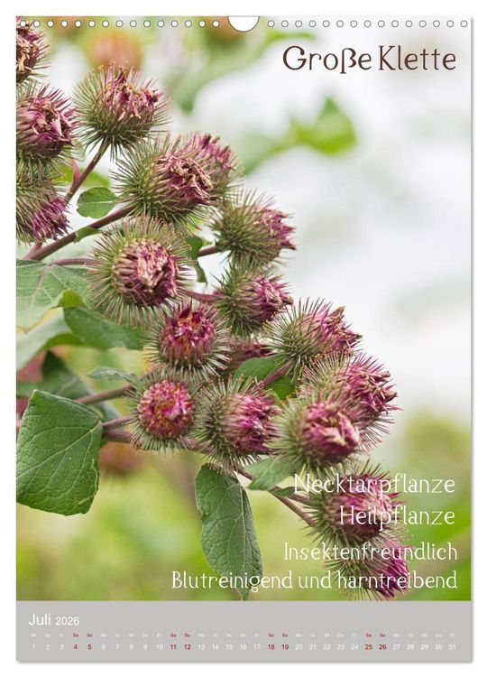 Produktbild: Unkr&auml;uter - N&uuml;tzliche Wildpflanzen auf der Wiese (Wandkalender 2026 DIN A3 hoch), CALVENDO Monatskalender