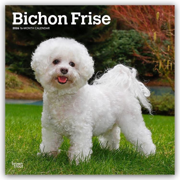 Produktbild: Bichon Frisé 2026 – 16-Monatskalender