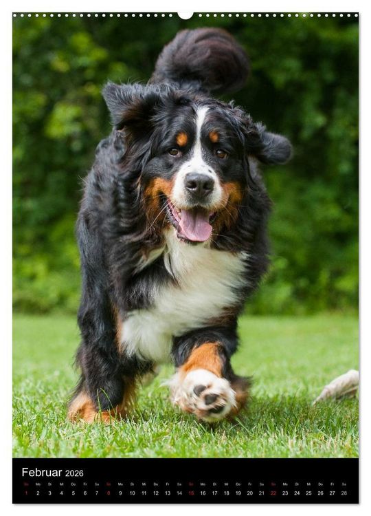 Produktbild: Faszination Berner Sennenhund (hochwertiger Premium Wandkalender 2026 DIN A2 hoch), Kunstdruck in Hochglanz