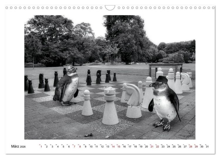 Produktbild: Pinguine privat (Wandkalender 2026 DIN A3 quer), CALVENDO Monatskalender