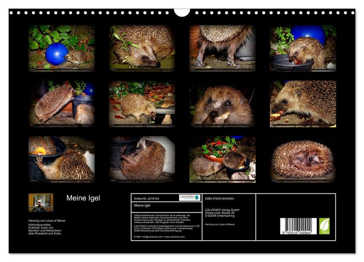 Produktbild: Meine Igel (Wandkalender 2026 DIN A3 quer), CALVENDO Monatskalender