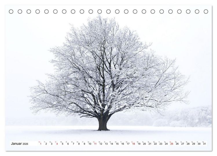 Produktbild: Die Buche: 12 Baumportr&auml;ts (Tischkalender 2026 DIN A5 quer), CALVENDO Monatskalender
