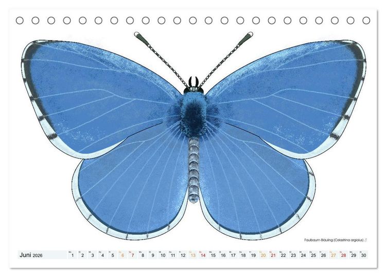Produktbild: Schmetterlinge illustriert (Tischkalender 2026 DIN A5 quer), CALVENDO Monatskalender